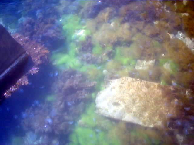 Медузи у холодному морі